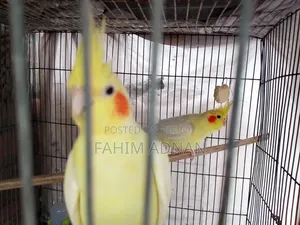 রানিং কোকাটেল পাখি সেল হবে।