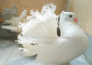 রানিং জোড়া কম দামে বিক্রি করব