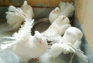 রানিং জোড়া কম দামে বিক্রি করব