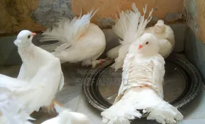 রানিং জোড়া কম দামে বিক্রি করব