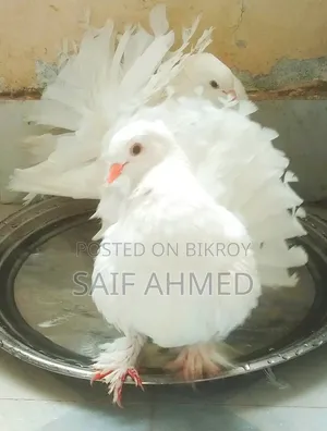 রানিং জোড়া কম দামে বিক্রি করব