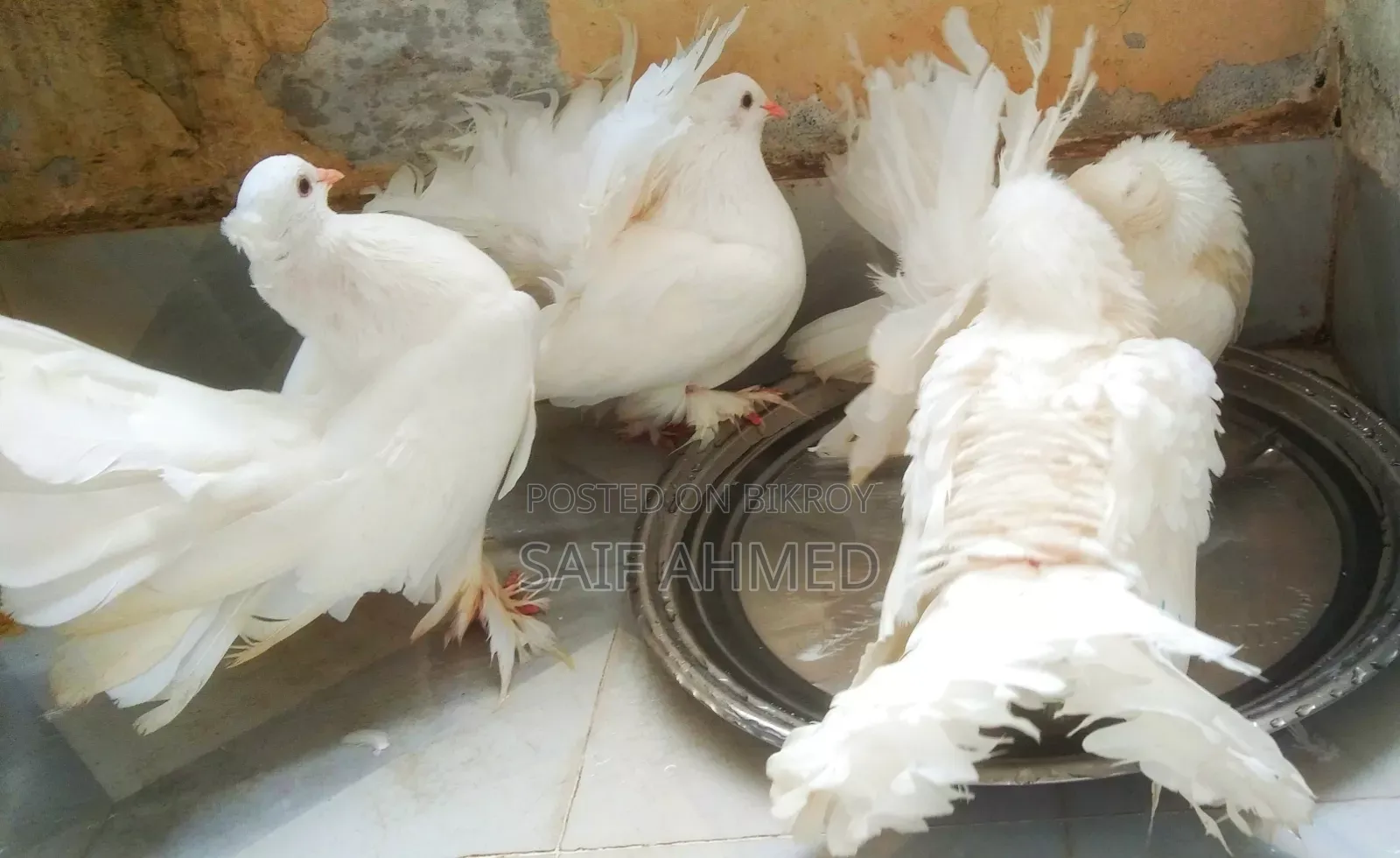 রানিং জোড়া কম দামে বিক্রি করব