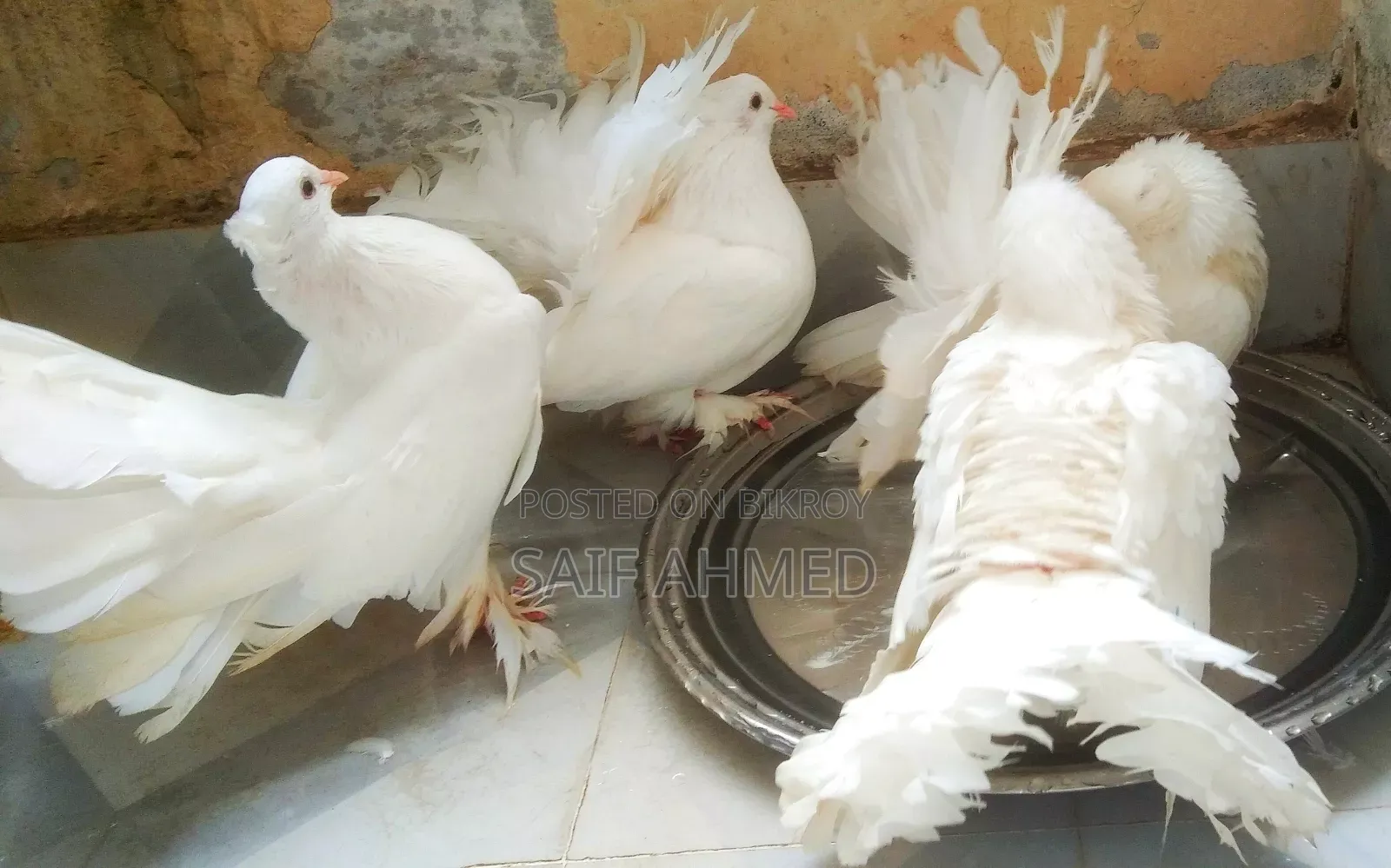 রানিং জোড়া কম দামে বিক্রি করব