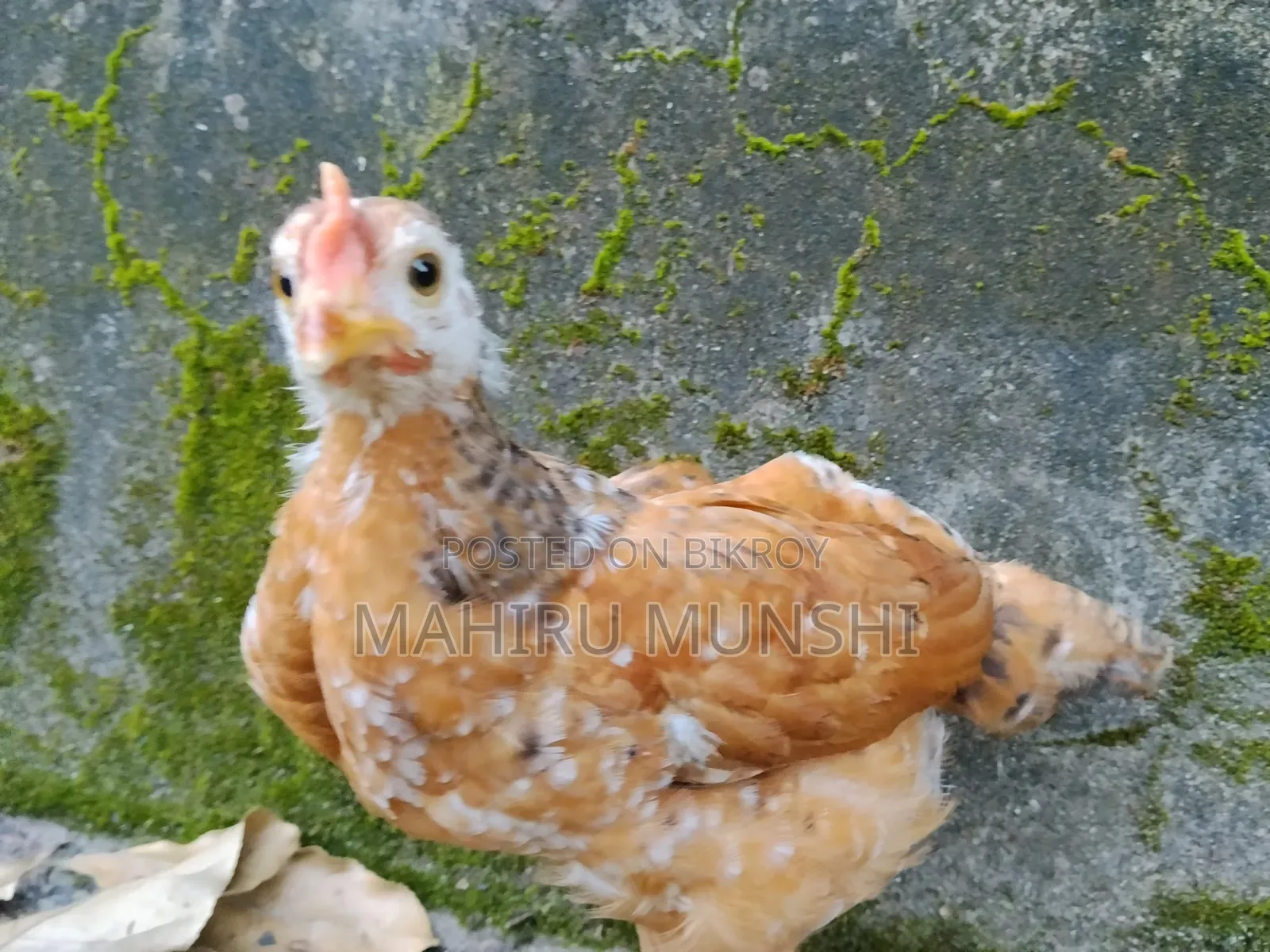 Baby Chicken