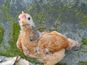 Baby Chicken