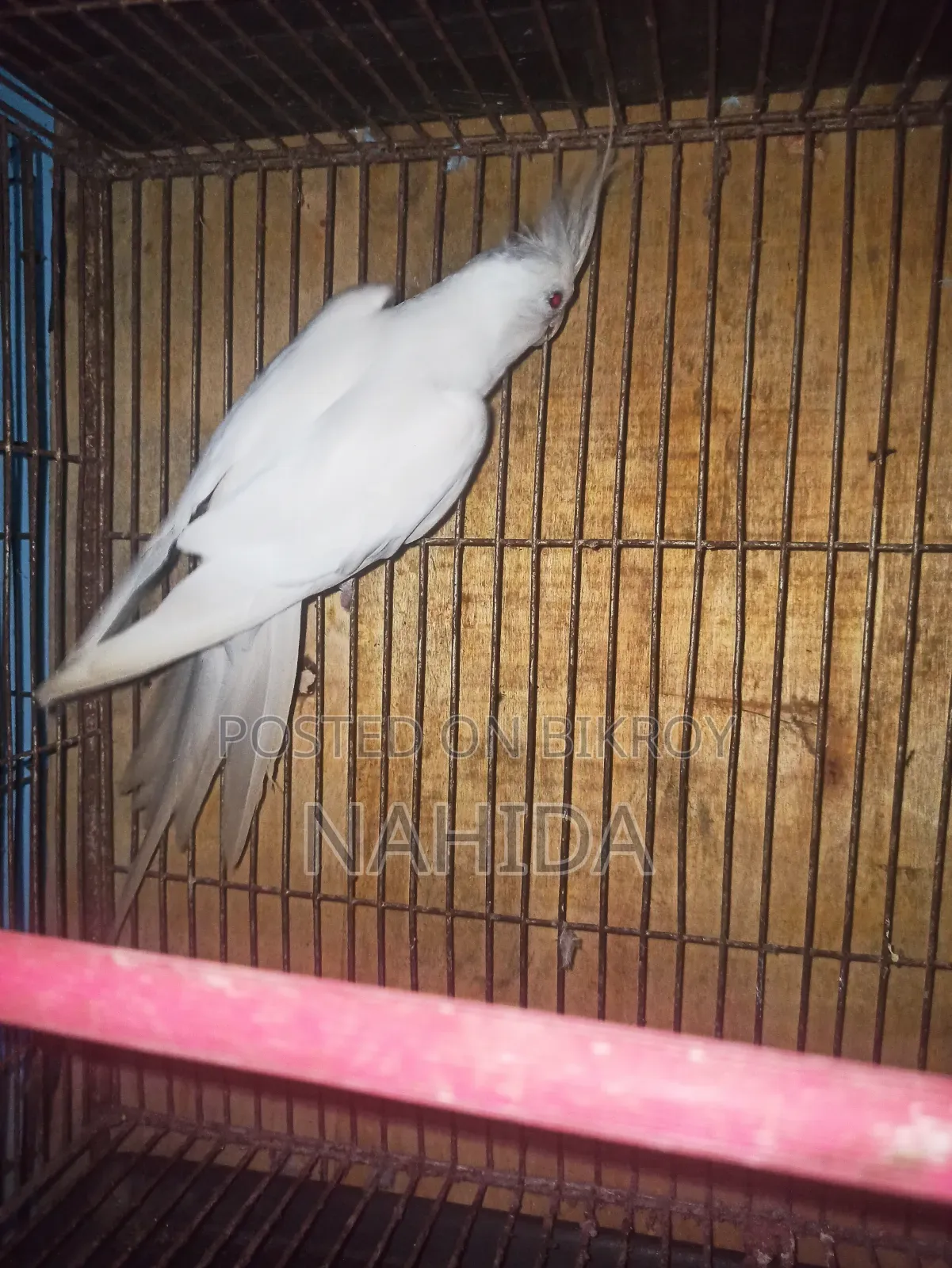 অ্যালবিনো অ্যাডাল্ট