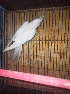 অ্যালবিনো অ্যাডাল্ট