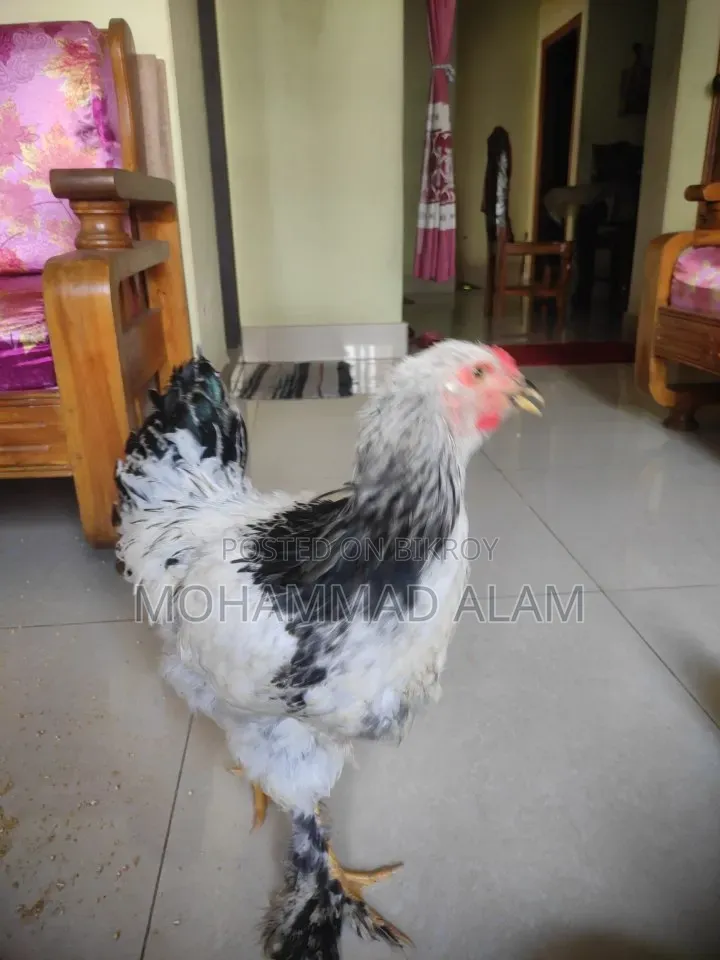 Colombian Light Brahma