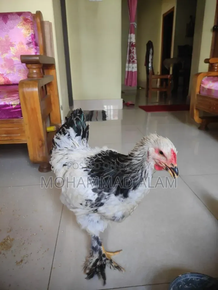 Colombian Light Brahma