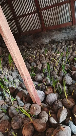 1000 Small Coconut Saplings for Sale