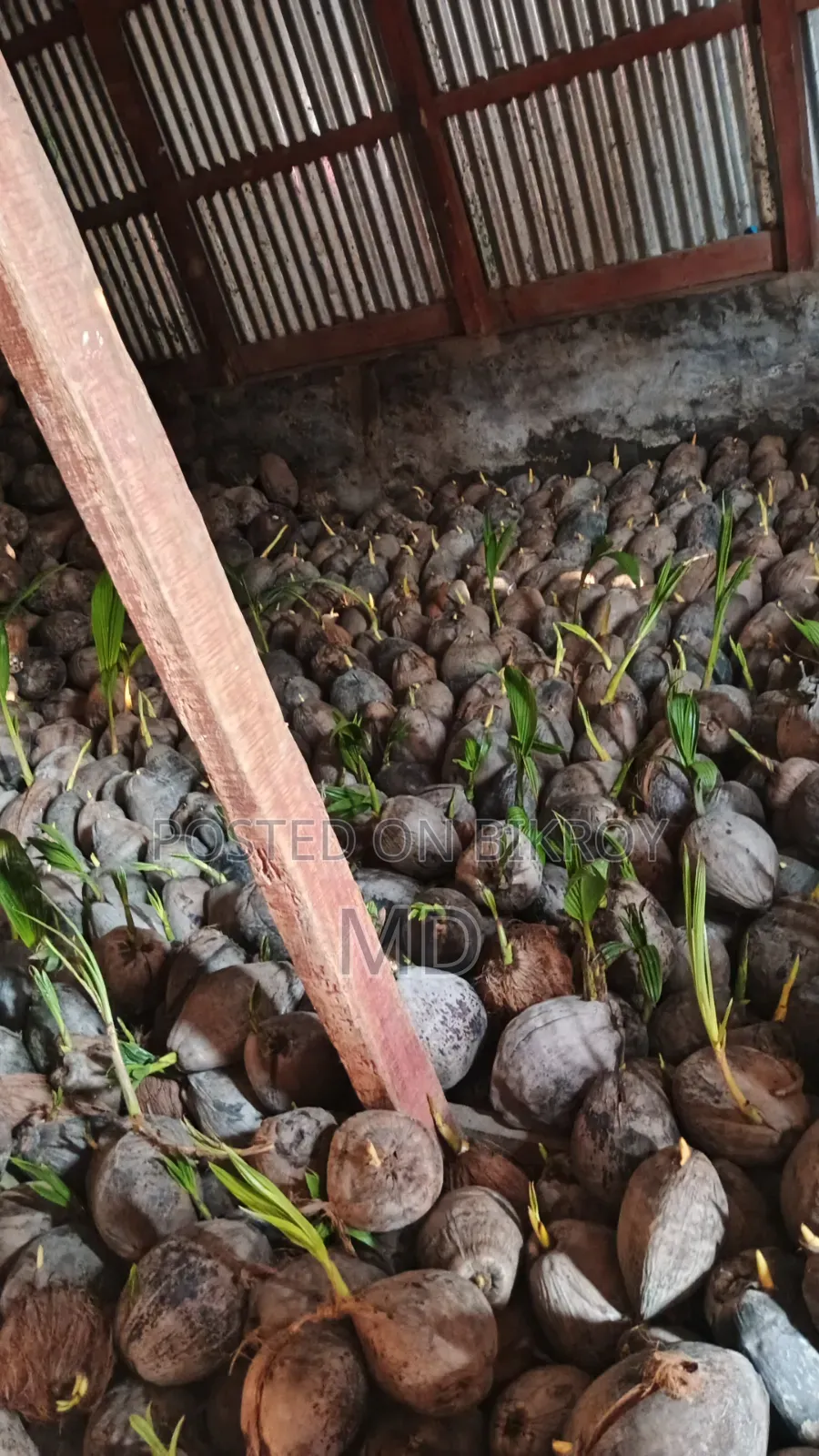 1000 Small Coconut Saplings for Sale