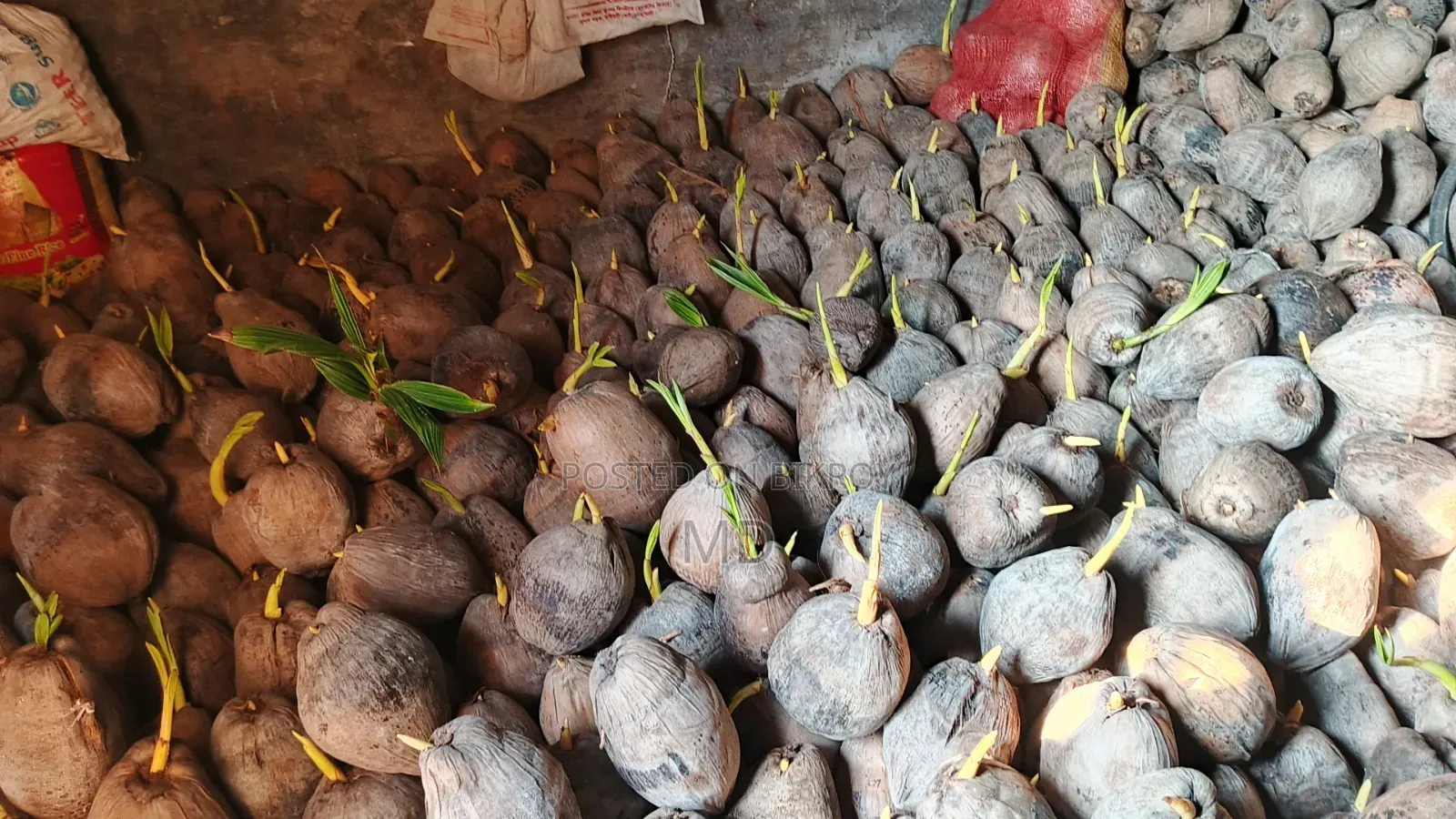 1000 Small Coconut Saplings for Sale