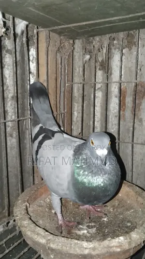 রেসার মাস্টার সবজি সেল হবে