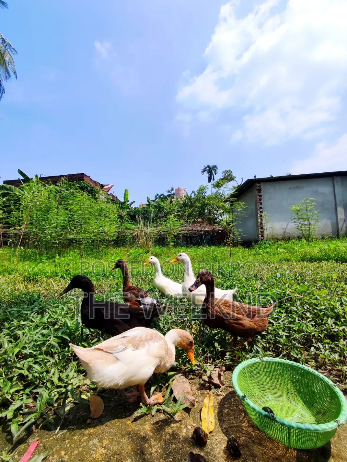 Duck for sale