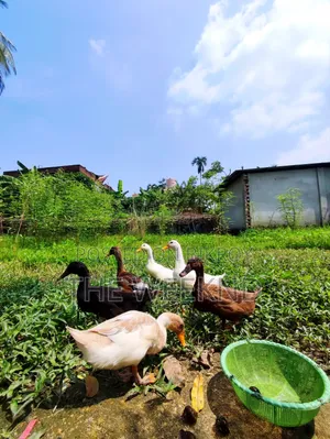 Duck for sale