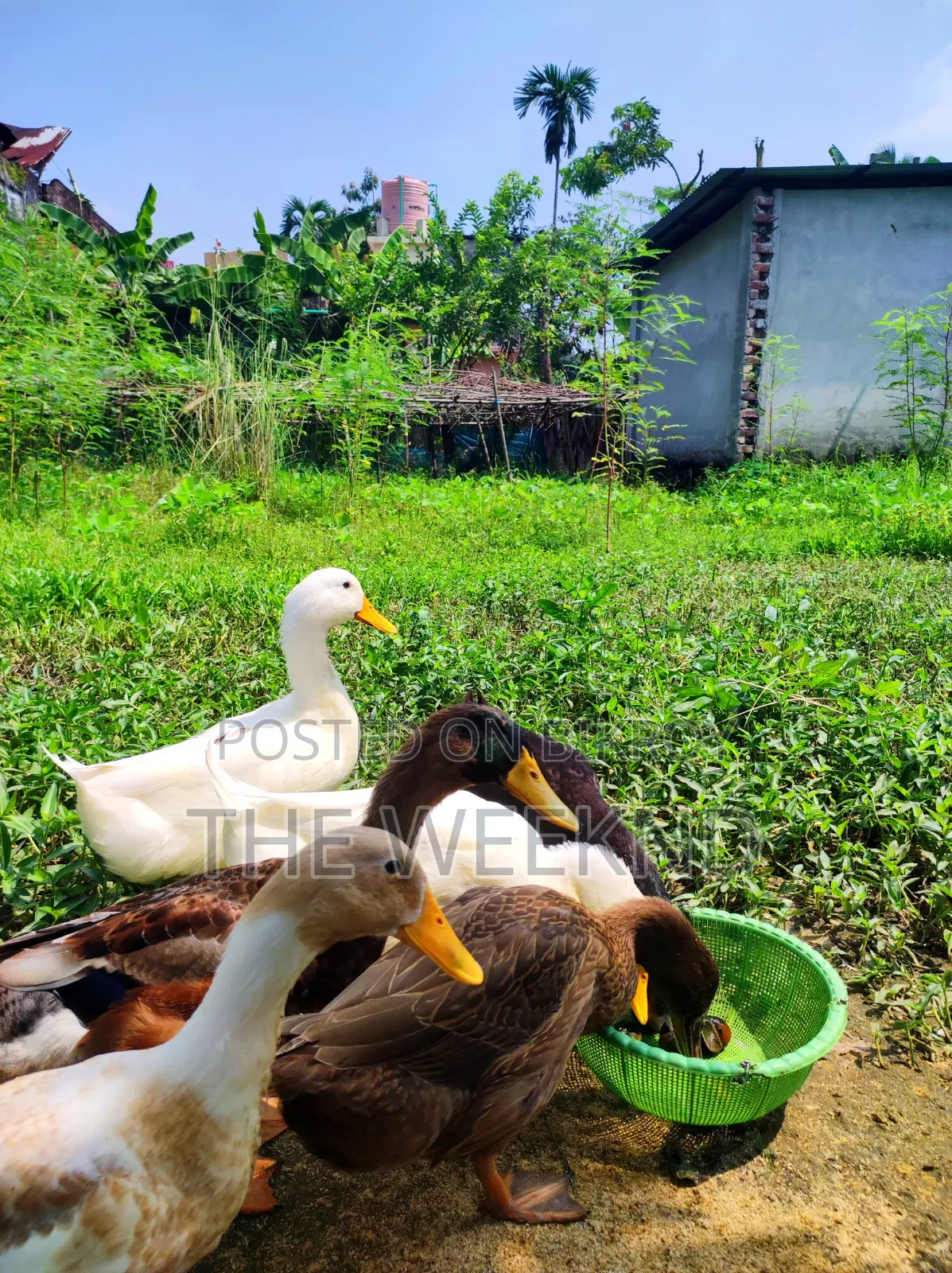 Duck for sale