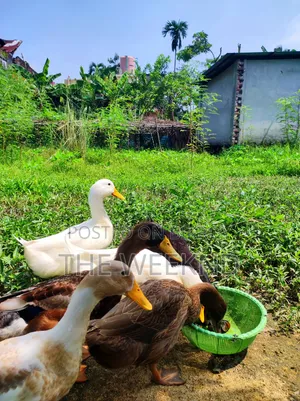 Duck for sale