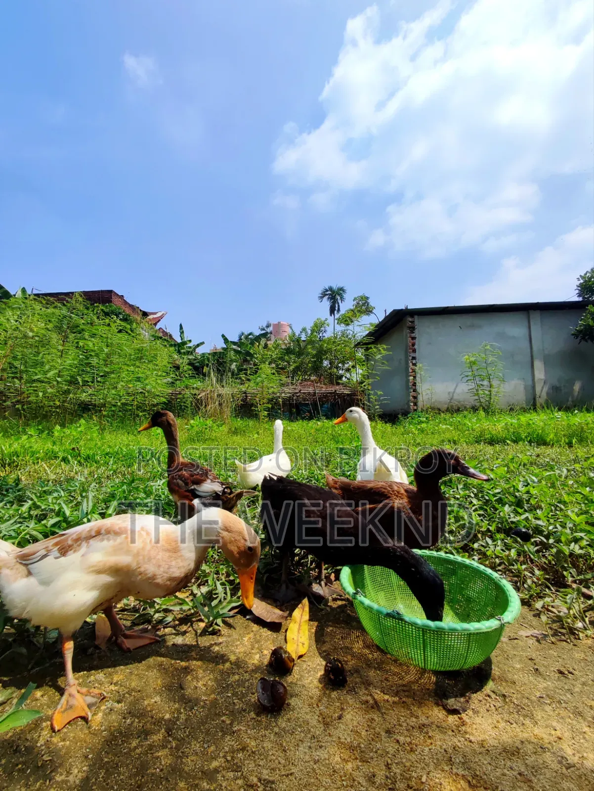 Duck for sale