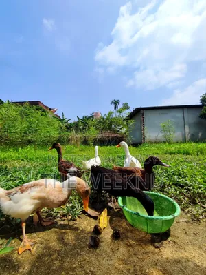 Duck for sale