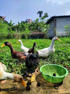 Duck for sale