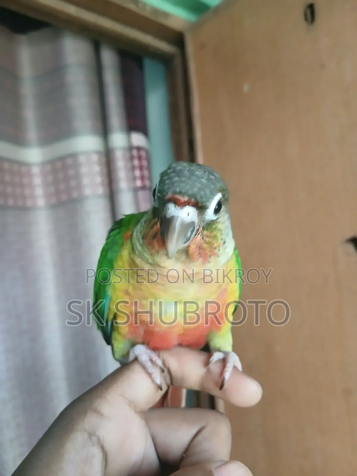 গ্রিনচিক কুনুর সুপার টেম করা