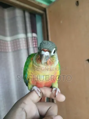 গ্রিনচিক কুনুর সুপার টেম করা