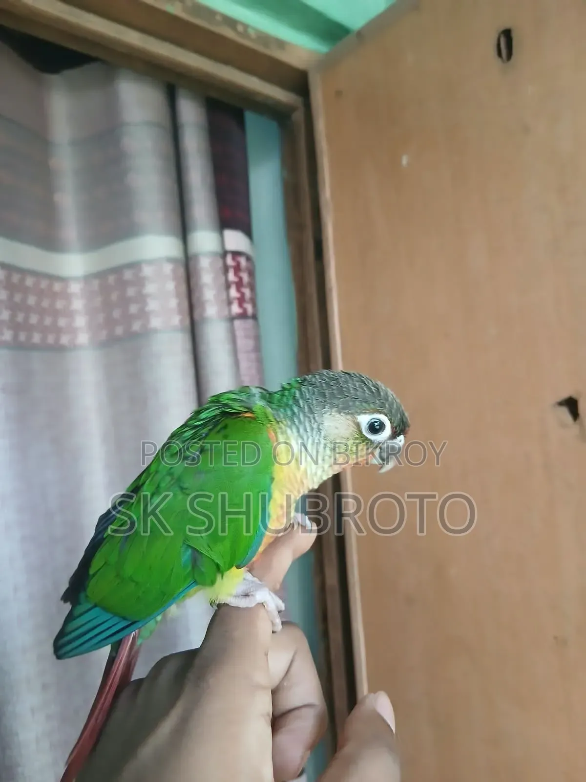 গ্রিনচিক কুনুর সুপার টেম করা