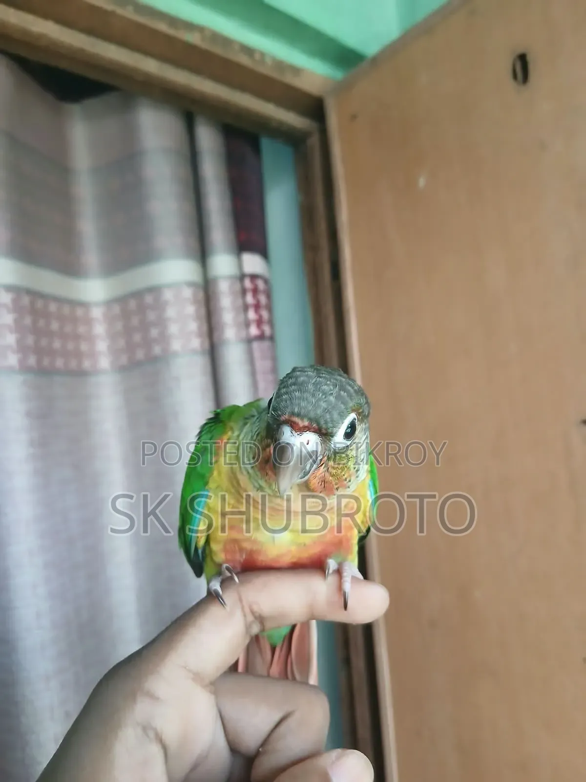 গ্রিনচিক কুনুর সুপার টেম করা