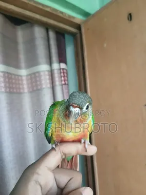 গ্রিনচিক কুনুর সুপার টেম করা