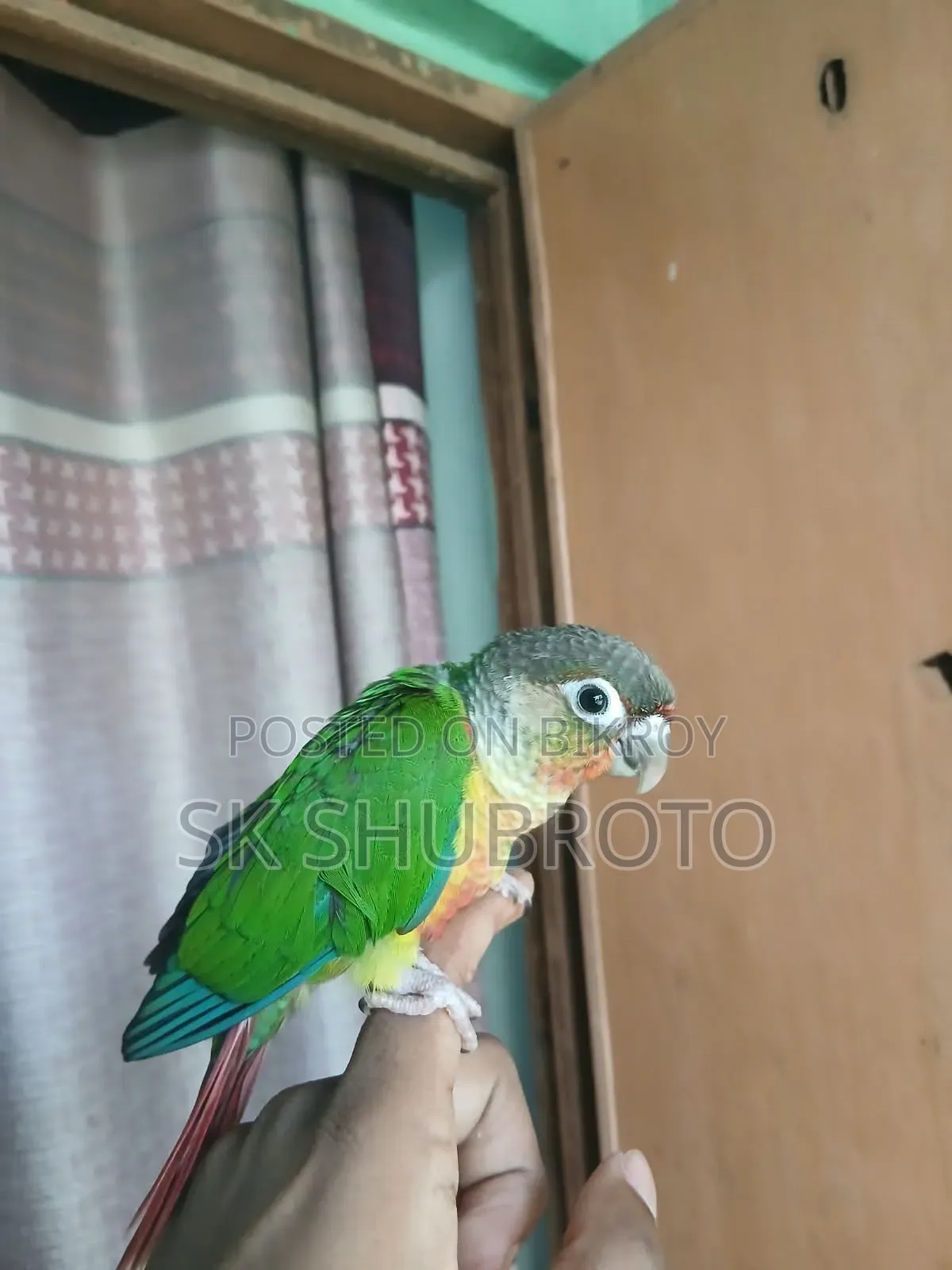 গ্রিনচিক কুনুর সুপার টেম করা