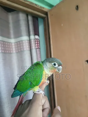 গ্রিনচিক কুনুর সুপার টেম করা