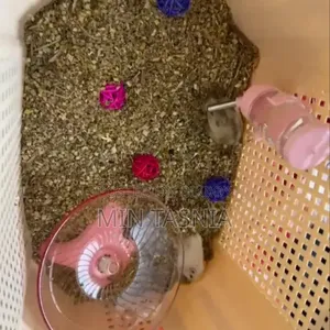 Winter White Hamster Pair