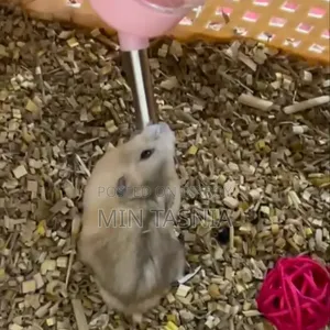 Winter White Hamster Pair