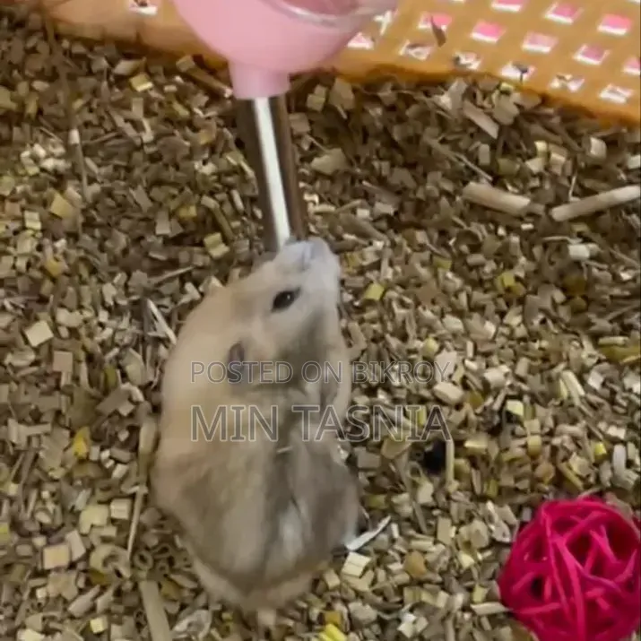 Winter White Hamster Pair