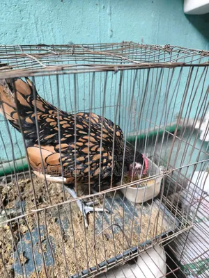 Golden Sebright Rooster For Sale