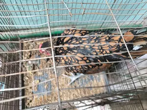 Golden Sebright Rooster For Sale