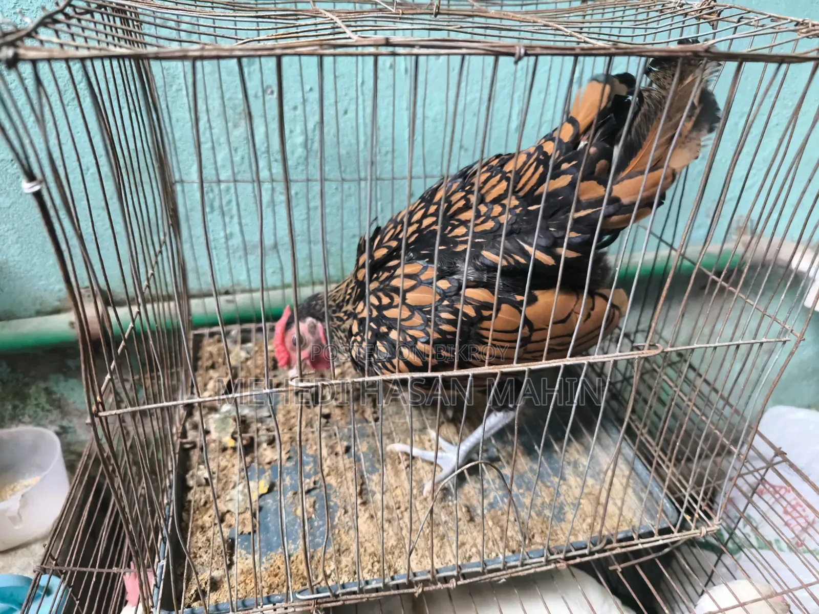 Golden Sebright Rooster For Sale