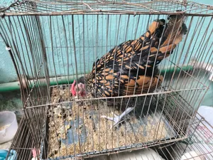 Golden Sebright Rooster For Sale
