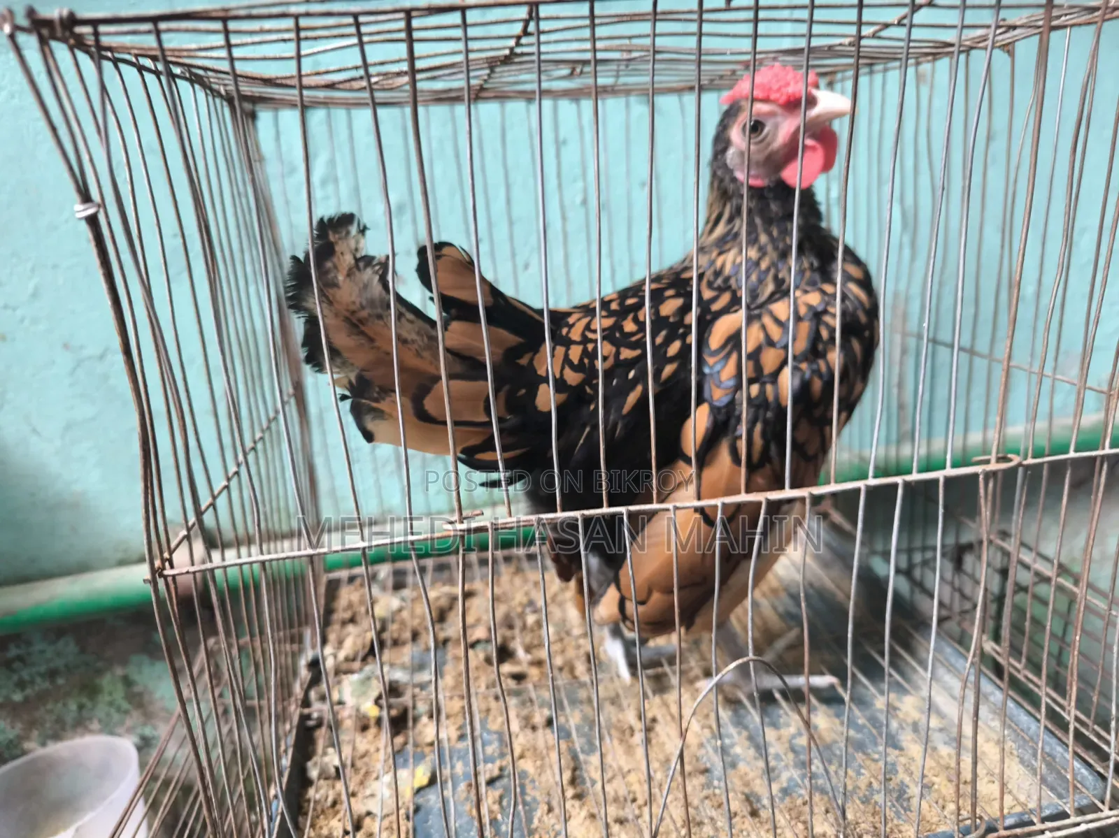 Golden Sebright Rooster For Sale