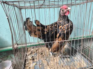 Golden Sebright Rooster For Sale