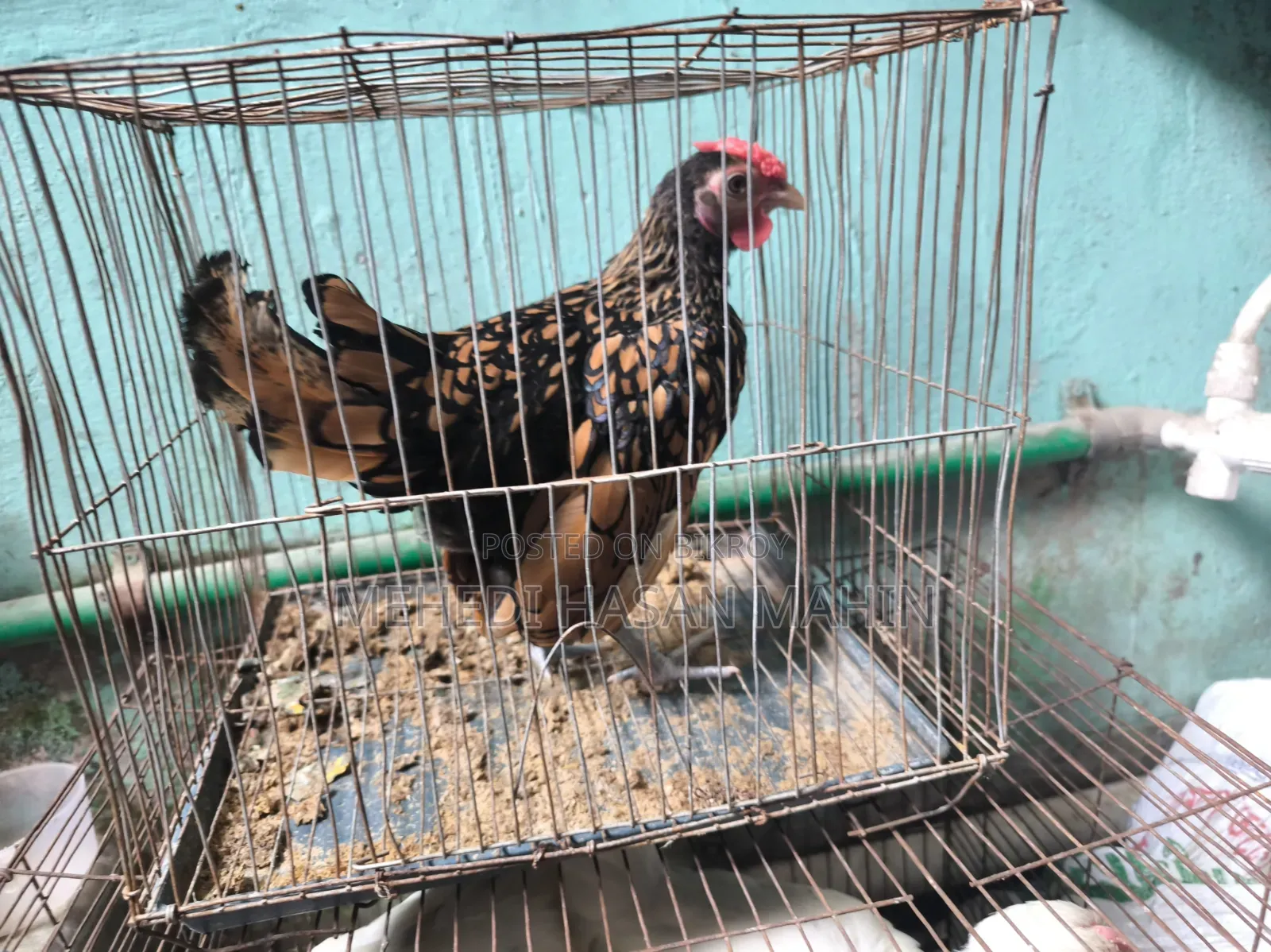 Golden Sebright Rooster For Sale