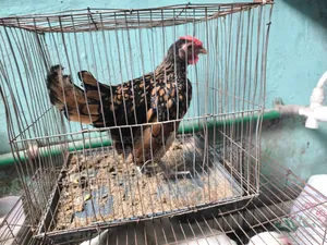 Golden Sebright Rooster For Sale