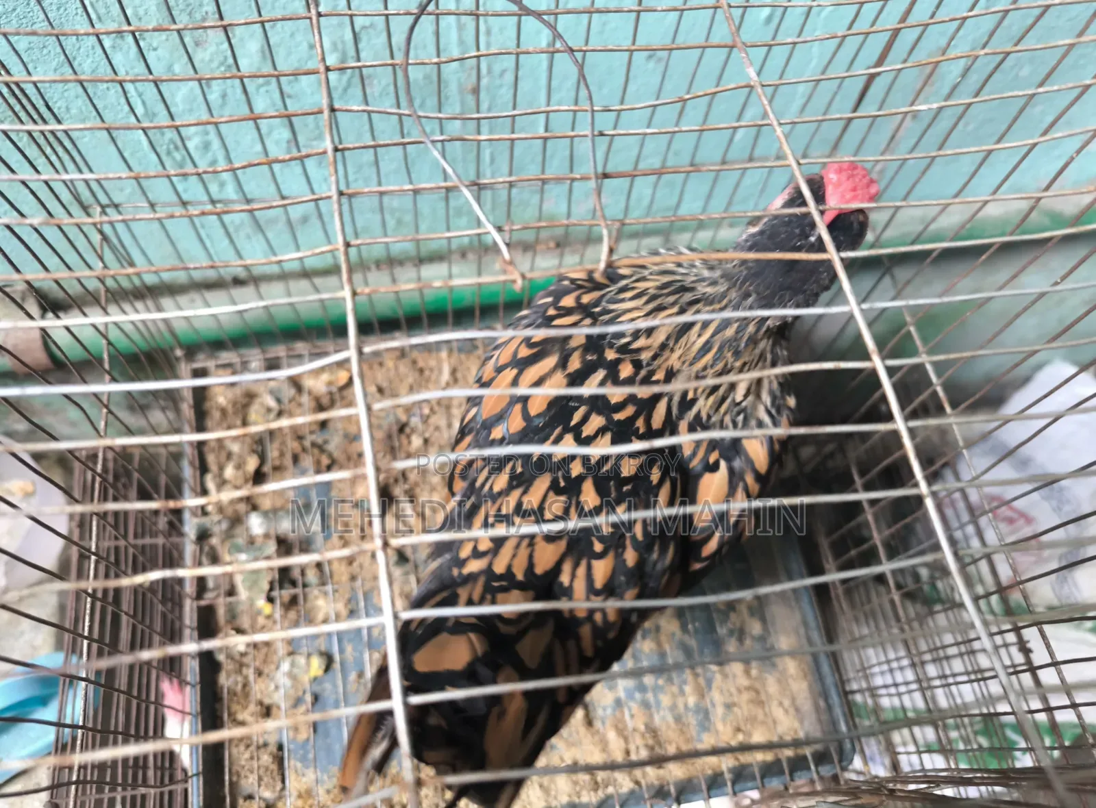 Golden Sebright Rooster For Sale