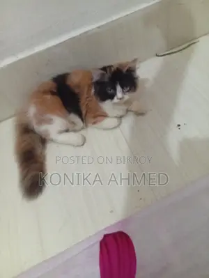 ১-৩ মাসের খাঁটি পার্সিয়ান মাদি বিড়াল