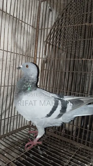মাডি রেসার বিক্রয়ের জন্য