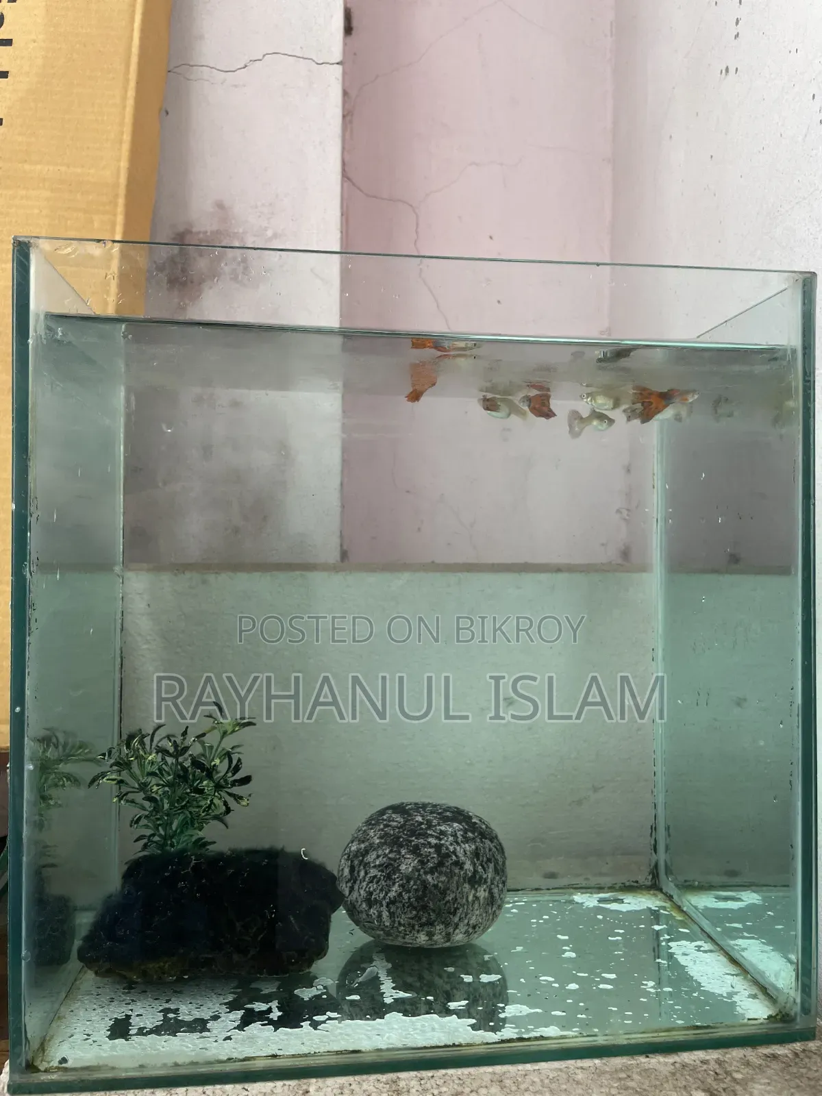 গাপ্পি মাছসহ অ্যাকোরিয়াম
