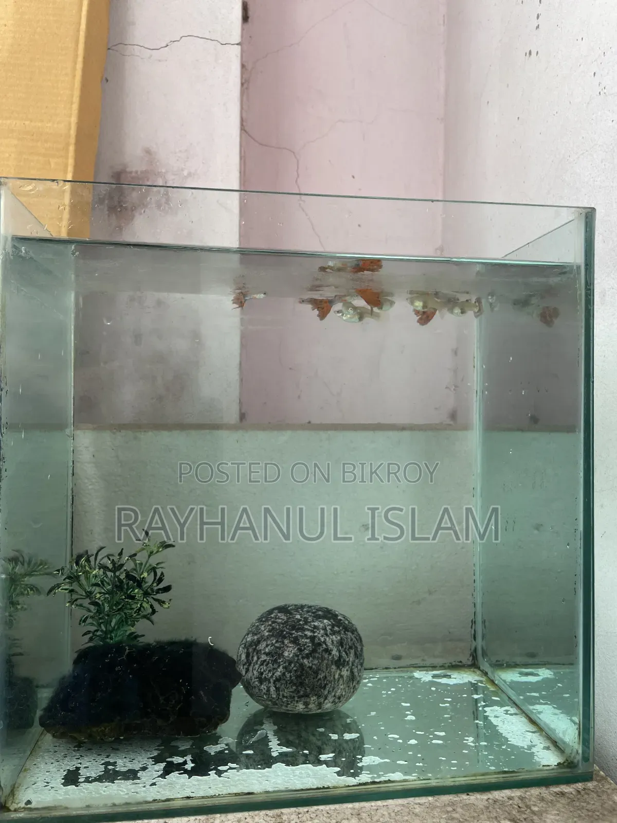 গাপ্পি মাছসহ অ্যাকোরিয়াম