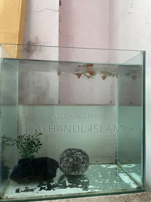 গাপ্পি মাছসহ অ্যাকোরিয়াম