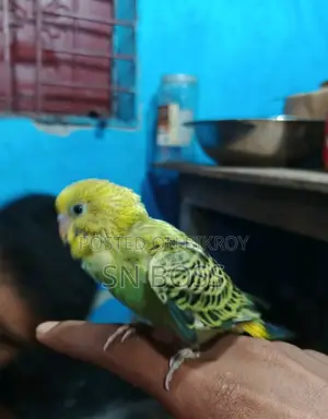 ফ্লায়িং টেম বাজীগার ৫০ দিন + বয়স, মানুষের সাথে থাকতে ভালোবাসে
