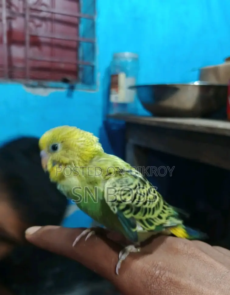 ফ্লায়িং টেম বাজীগার ৫০ দিন + বয়স, মানুষের সাথে থাকতে ভালোবাসে